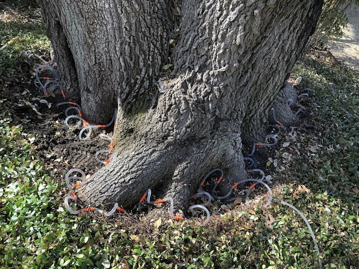 Detailed Tree Cabling and Bracing job site in Lenoir