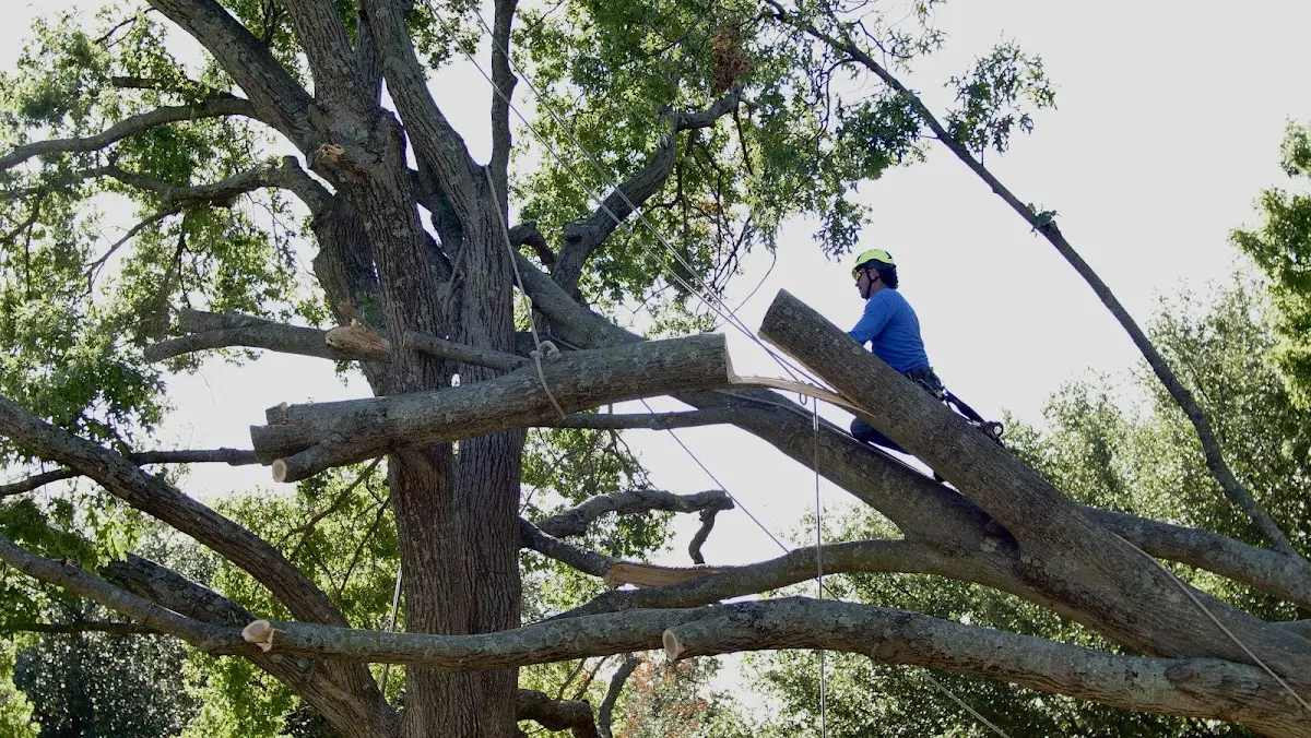 Professional Crown Thinning performed by certified arborists in Lenoir